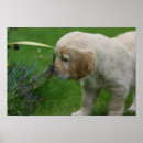 Recherche de chiot golden retriever posters Chiots