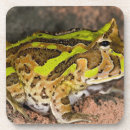 Recherche de crapaud dessous de verres Nature