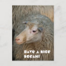 Zoek naar leuke schapen briefkaarten Dier