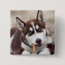 Recherche de alaskan badges Dog