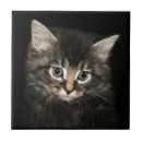 Recherche de chaton carreaux Amoureux des chats