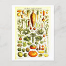 Recherche de haricots cartes postales Illustration