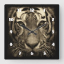 Recherche de tigres horloges Chat sauvage