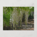 Recherche de glycines cartes postales Blanc