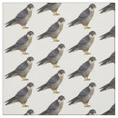 Recherche de faucon Oiseau