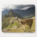 Recherche de lama du pérou tapis souris Inca