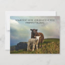 Recherche de carte irlande cartes postales Mouton