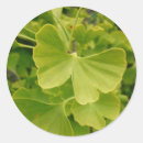 Recherche de feuille ginkgo autocollants Arbre
