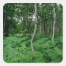 Recherche de fougères argentées autocollants Fouine