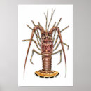 Zoek naar marien dier posters Oceaan