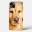 Recherche de golden retriever coques Mignonette