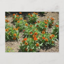 Recherche de zinnia cartes postales Botanique
