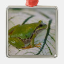 Recherche de de grenouille ornements Animal