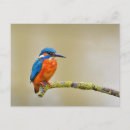 Recherche de martin pêcheur cartes postales Nature