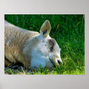 Zoek naar rammen posters Schapen