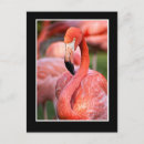Recherche de flamants cartes postales Blanc