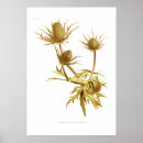 Recherche de houx art Botanique