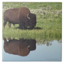Recherche de bison carreaux Animaux