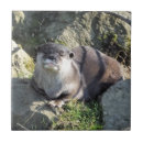 Zoek naar otter tegels Wild