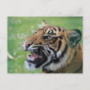 Recherche de chaton tigré cartes postales Tigre