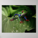 Recherche de grenouille posters Nature