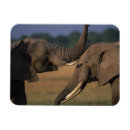 Zoek naar kenia magneten Olifant