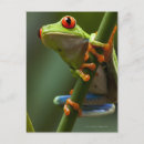 Recherche de grenouille costa rica cartes postales Animal