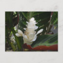 Recherche de fleur de gingembre cartes postales Blanc