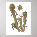 Recherche de carnivore posters Plante