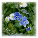 Recherche de fleurs bleues posters Printemps