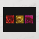 Recherche de triptyque cartes postales Rose