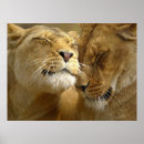 Recherche de lioness posters Lions