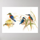 Recherche de martinique vintage art Oiseaux