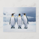 Recherche de pingouin mignon cartes postales Manchot