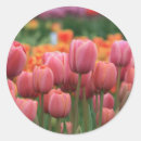 Zoek naar paarse tulpen stickers Kleurrijk