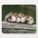 Recherche de image canard tapis souris Image de couleur
