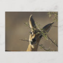 Zoek naar steenbok briefkaarten Natuur