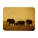 Recherche de d éléphant magnets Amboseli