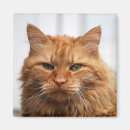 Zoek naar maine coon magneten Feliene