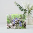 Recherche de muscari cartes postales Fleurs