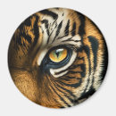 Recherche de oeil de tigre Prédateur