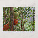 Recherche de légume vert cartes postales Jardinage