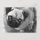 Recherche de chien carlin cartes postales Dessin