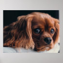 Recherche de cocker spaniel posters Amour