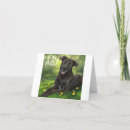 Zoek naar black labrador kaarten Puppies