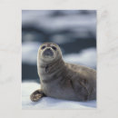 Zoek naar zeehond briefkaarten Zee leven