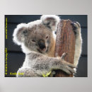 Recherche de ours de koala posters Marsupial