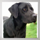 Recherche de lab” posters Labrador