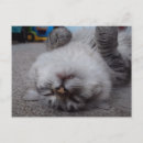 Recherche de vampire mignon cartes postales Humour