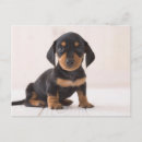 Recherche de dachsund cartes postales Animaux